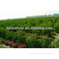 Ningxia Goji Berry seeds-The Best In The World, Ningxia The Hometown Of Goji